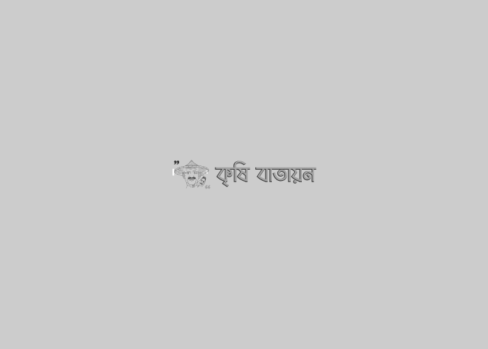 কুল চাষ রহমতউল্লাহকে বড় খামাড়ী বানিয়েছেন